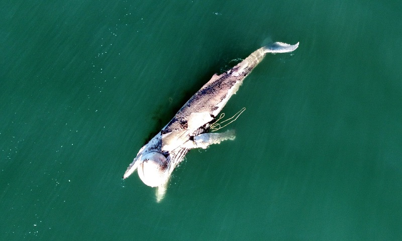 Baleia jubarte aparece morta em Santa Catarina com artefatos de pesca presos ao corpo