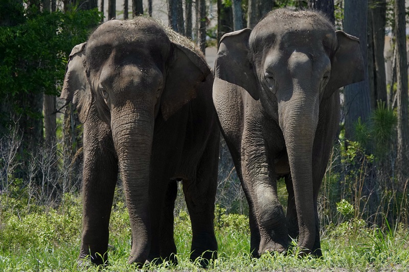 Após anos em circos, mais de 30 elefantes ganham novo lar em santuário de vida selvagem na Flórida