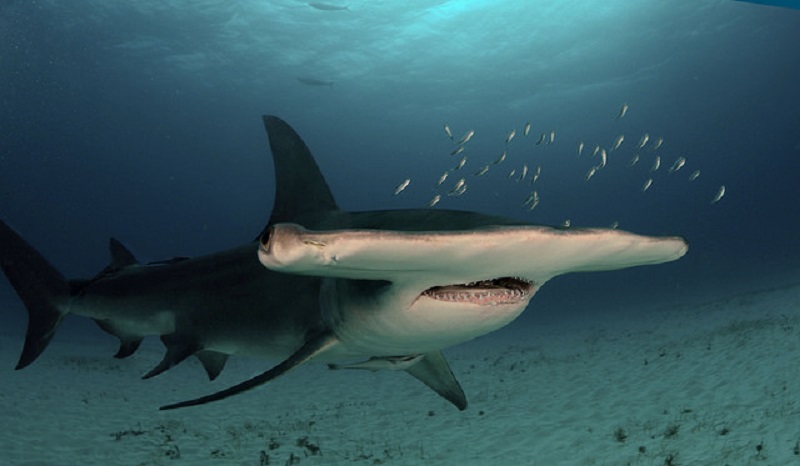 Espécie rara de tubarão-martelo, em risco de extinção, é avistada no litoral da Paraíba 