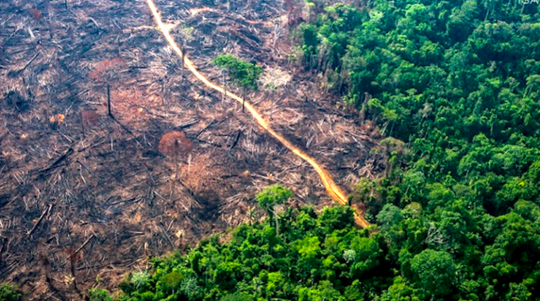 Desmatamento Da Mata Atlântica Aumenta 400 Em Sp E Espírito Santo 5043