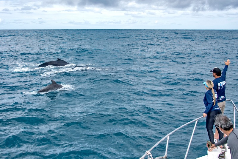 O dia em que baleias e golfinhos me deixaram preso em alto-mar
