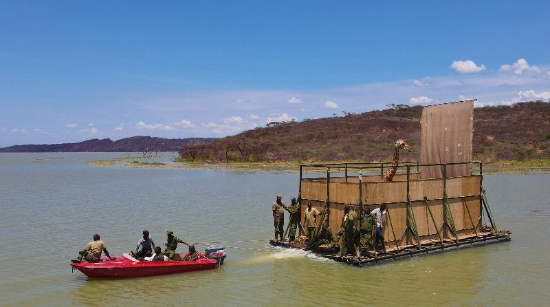 Termina com sucesso operação de resgate de girafas em ilha prester a desaparecer no Quênia