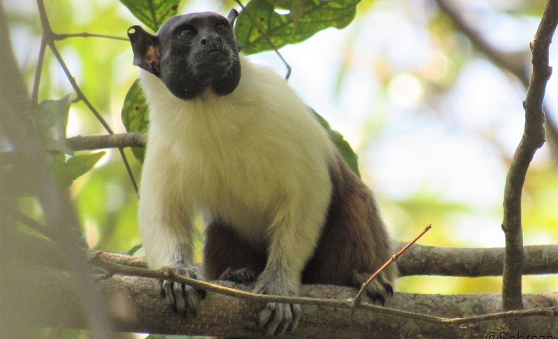 Em estudo inédito no mundo, brasileiros descobrem que macaco da Amazônia muda vocalização para interagir com outra espécie