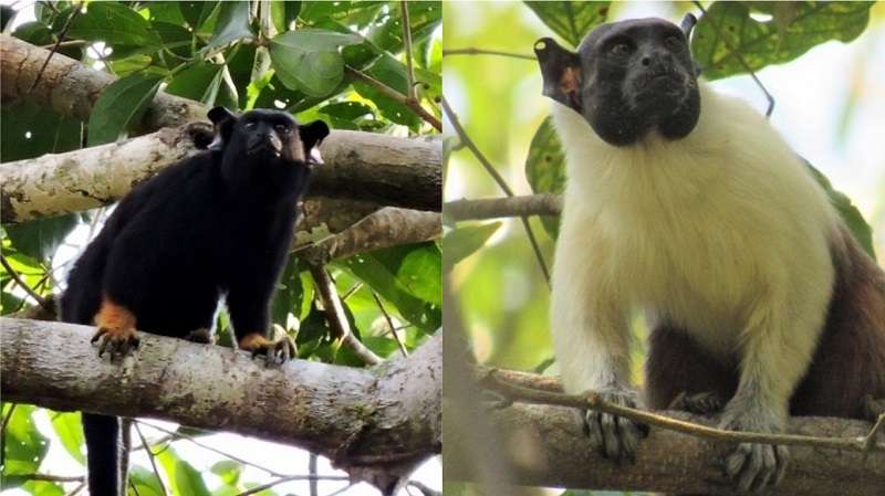 Em estudo inédito no mundo, brasileiros descobrem que macaco da Amazônia muda vocalização para interagir com outra espécie