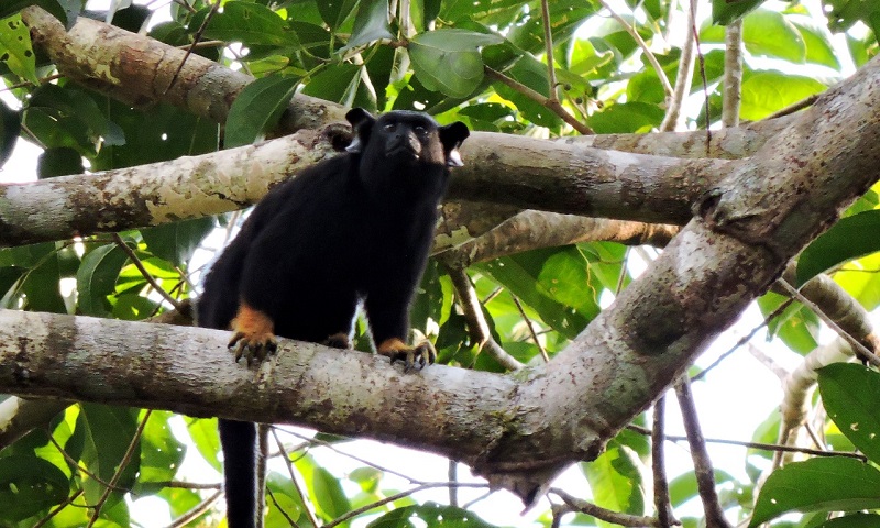 Em estudo inédito no mundo, brasileiros descobrem que macaco da Amazônia muda vocalização para interagir com outra espécie