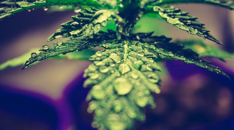 Cultivo de cannabis por empresas, proposto em projeto de lei, é aprovado por comissão sob protestos