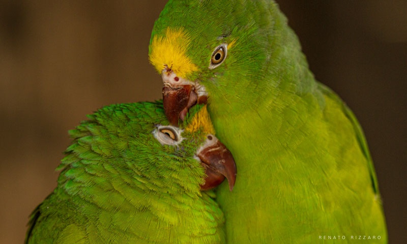 Para esse Dia dos Namorados, Carlos Drummond de Andrade e o galanteio das aves