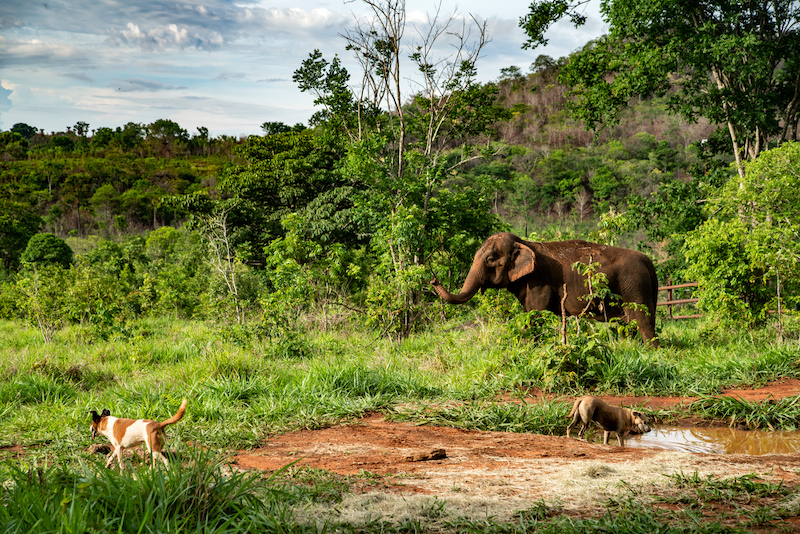 Criadores do 'Santuário de Elefantes Brasil' querem transformá-lo no maior do mundo