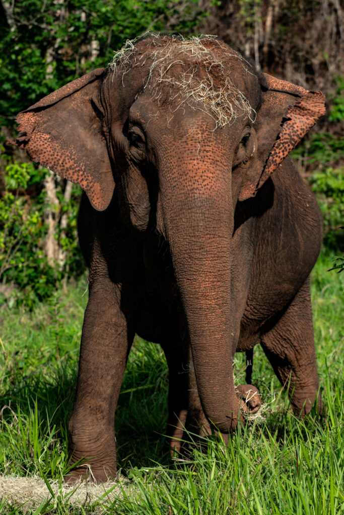 Criadores do 'Santuário de Elefantes Brasil' querem transformá-lo no maior do mundo
