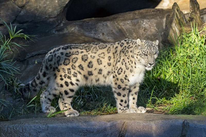 Leopardo-das-neves é mais novo caso de animal contaminado pela covid no San Diego Zoo, nos Estados Unidos