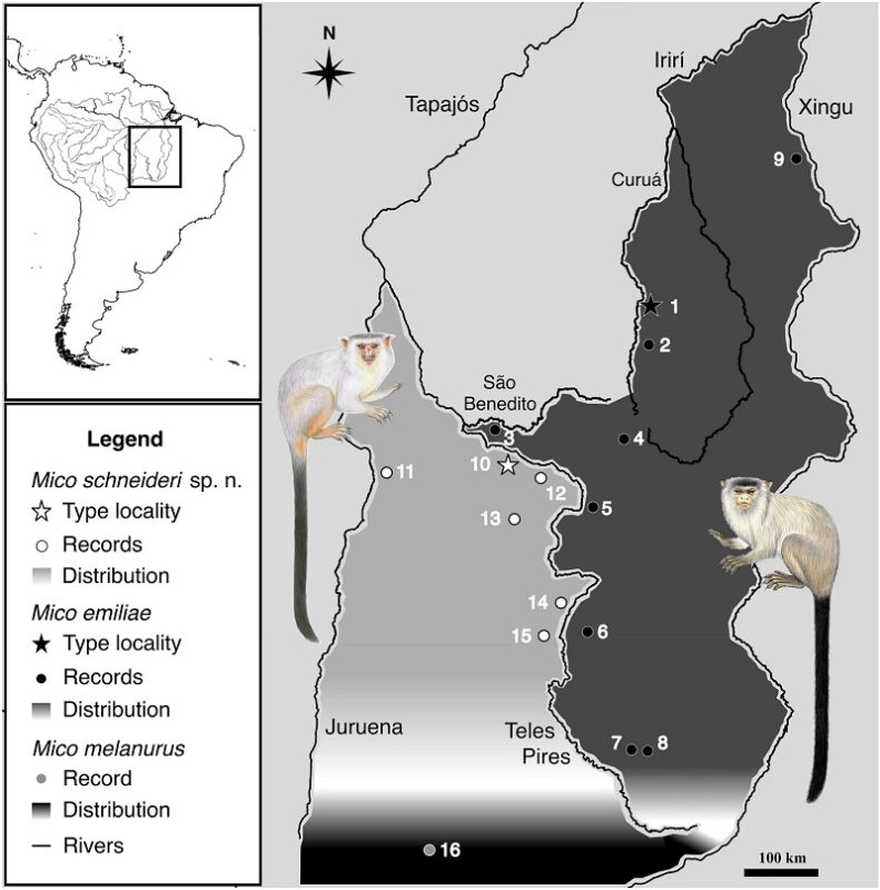 Pesquisadores descrevem nova espécie de sagui em região da Amazônia mato-grossense