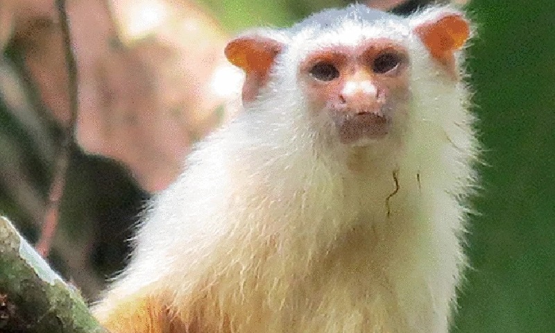 Pesquisadores descrevem nova espécie de sagui em região da Amazônia  mato-grossense