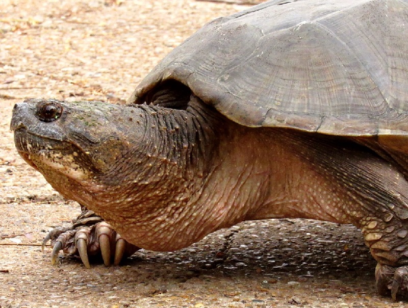 Espécie nativa das Américas do Norte e Central, perigosa tartaruga-mordedora é encontrada no interior de São Paulo