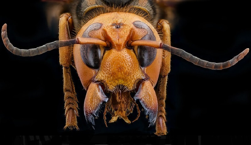 Apesar de destruição de ninho no ano passado, uma nova vespa gigante asiática é avistada em Washington, nos EUA