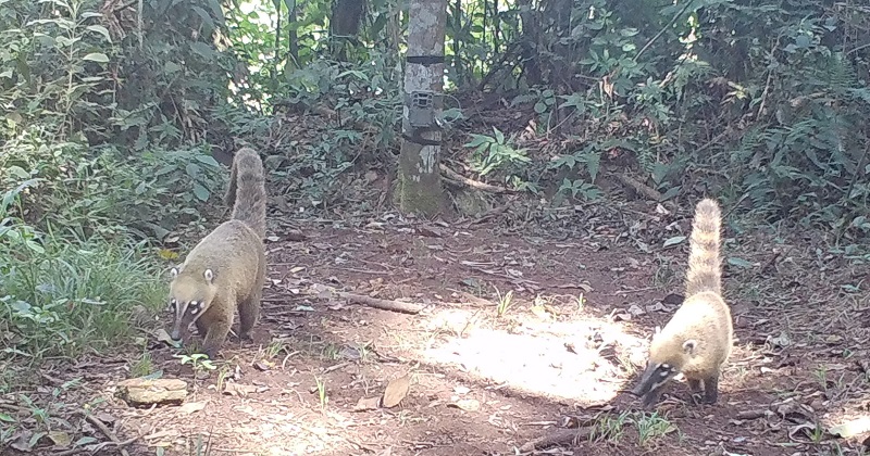 Animais afetados pelo desastre em Brumadinho ganham ensaio de Natal -  Gerais - Estado de Minas