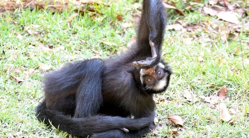 Macaco-aranha-de-cara-branca (Ateles marginatus), Dia 6 - F…