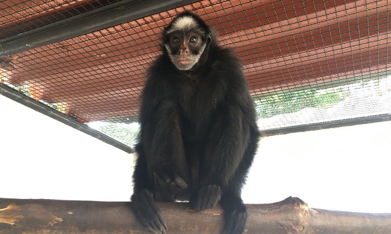 Chicó, macaca que vivia acorrentada em Mato Grosso, é levada para parque no Pará, onde viverá com animais da mesma espécie