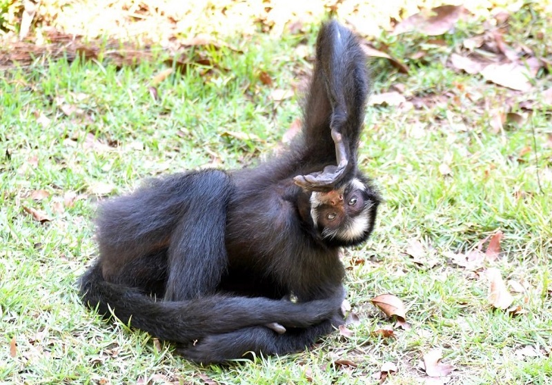 Macaco-aranha-de-cara-branca, que vive no Parque Cristalino, em MT