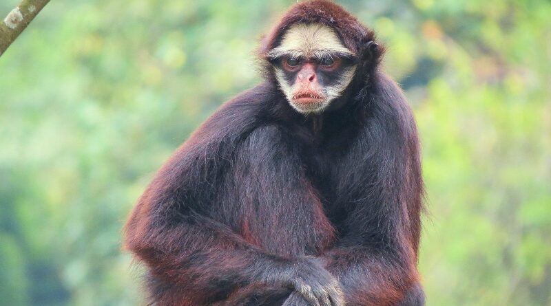 Macaco-aranha-de-cara-branca (Ateles marginatus)