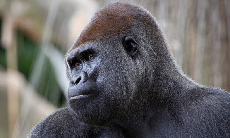 Mais animais, como gorilas e leões, testam positivo para a covid em zoológicos dos Estados Unidos 