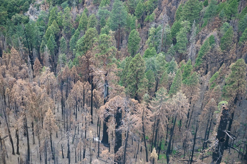 Maior árvore do mundo, sequoia gigante da Califórnia, é protegida com cobertor contra incêndio que se aproxima 
