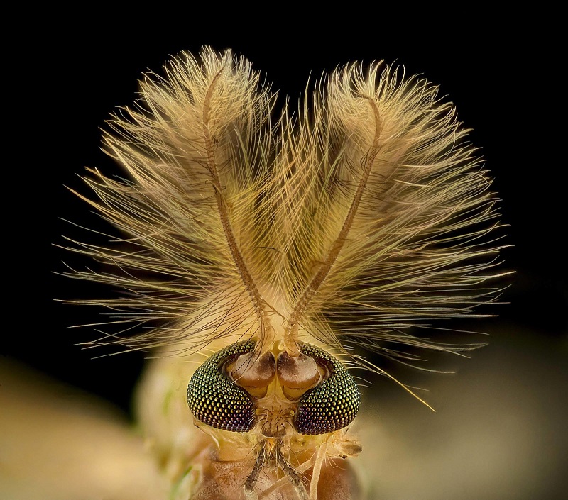 Vencedores do concurso "Small World" revelam as belezas microscópicas do mundo natural