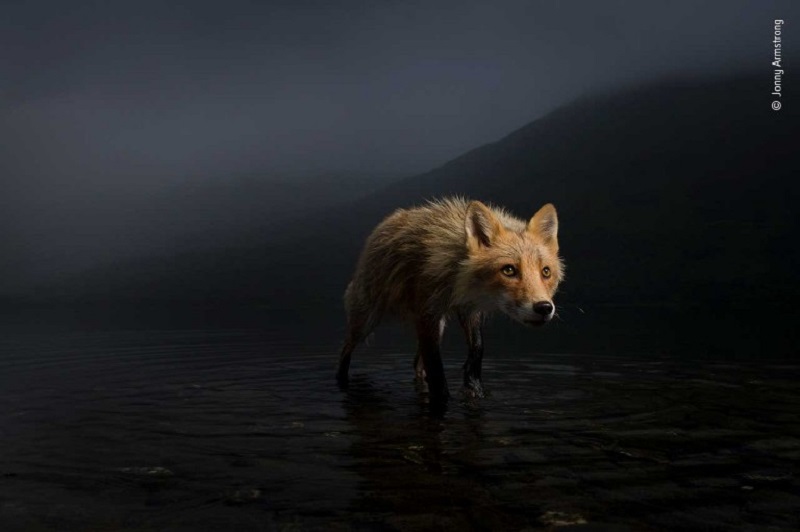 Wildlife Photographer of the Year: uma espiadela nos destaques da edição 2021