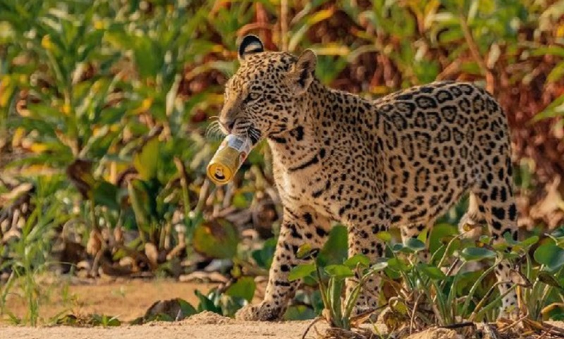 Flagrante de filhote de onça-pintada com lata de cerveja na boca no Pantanal reforça o descaso com o descarte de resíduos na natureza
