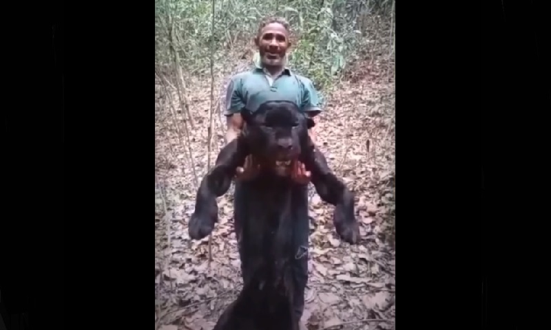 Preso no Maranhão suspeito de matar onça-pintada negra, raríssima, e divulgar vídeo dando risadas com animal sem vida