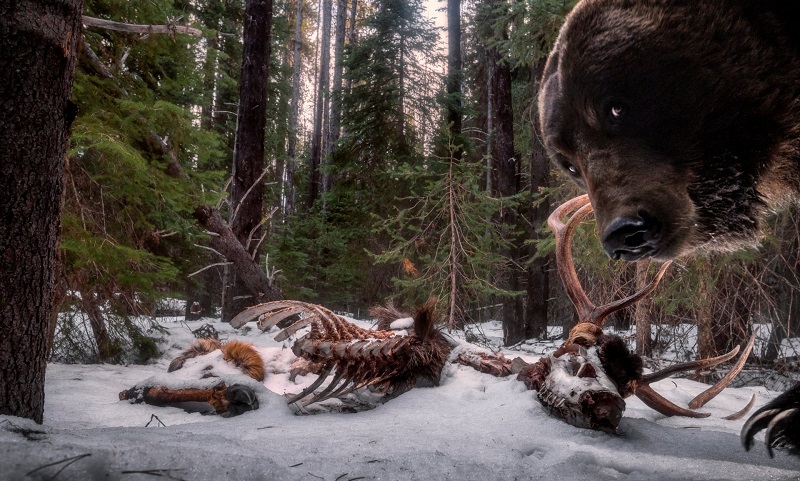 Um urso bem curioso está entre os vencedores do concurso Wildlife Photographer of the Year 2021