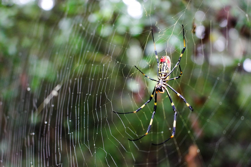 Nativa na Ásia, aranha gigante se prolifera no estado americano da Geórgia