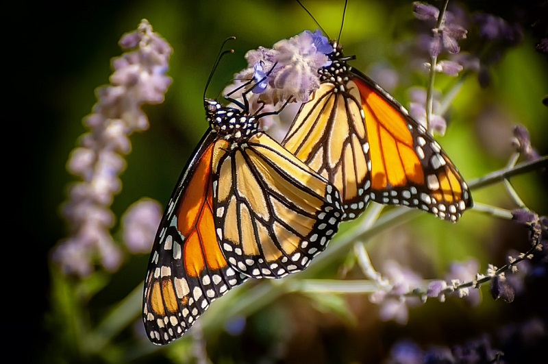 Borboletas monarcas retornam em grande número para a Califórnia, trazendo esperança para sobrevivência da espécie