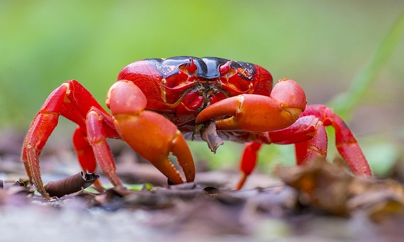 É época de reprodução de milhões de caranguejos vermelhos na Austrália: até viadutos eles ganham para não serem atropelados