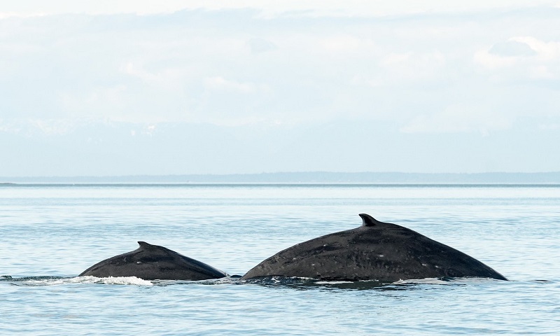Biólogos celebram nascimento recorde de filhotes de baleias jubarte na costa oeste dos Estados Unidos e Canadá 