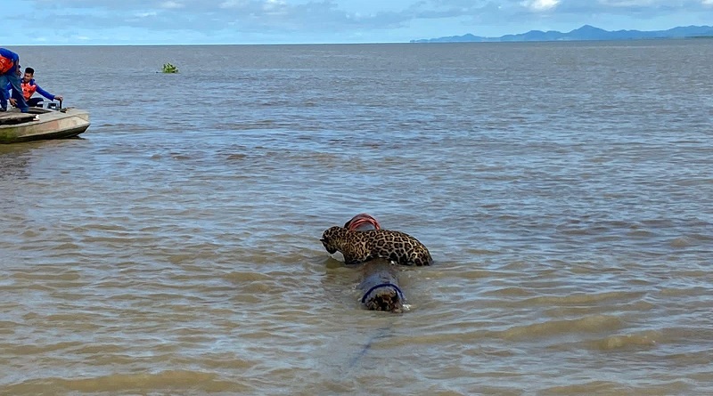 Onça-pintada é resgatada no meio do mar, a quase 3 km da costa da Colômbia