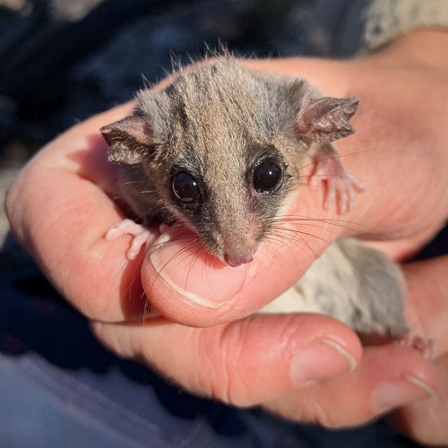 Para proteger roedores e pequenos mamíferos, abrigos biodegradáveis substituem naturais destruídos após incêndios florestais na Austrália