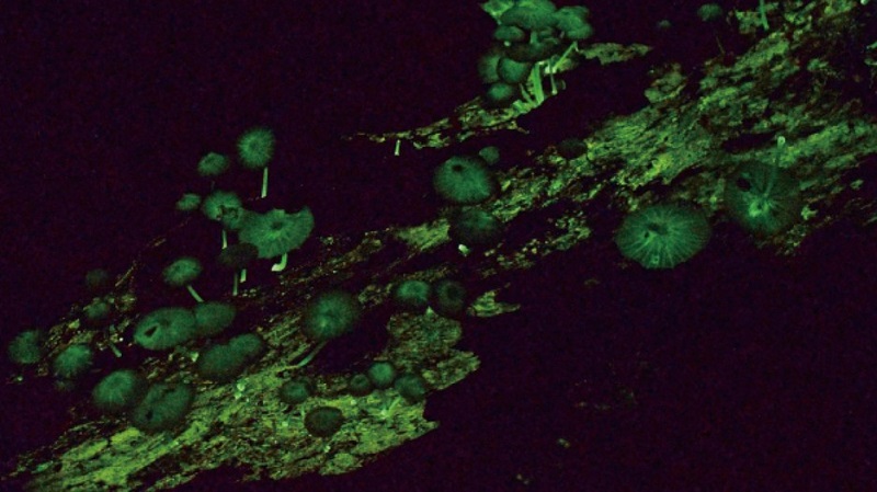 Nova espécie de cogumelos bioluminescentes são descobertos na Amazônia