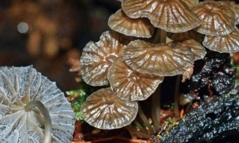 Nova espécie de cogumelos bioluminescentes são descobertos na Amazônia