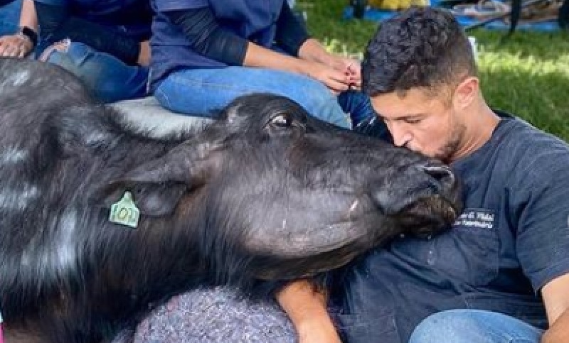 Morre Carequinha, um dos símbolos da tragédia e crime com as búfalas de Brotas