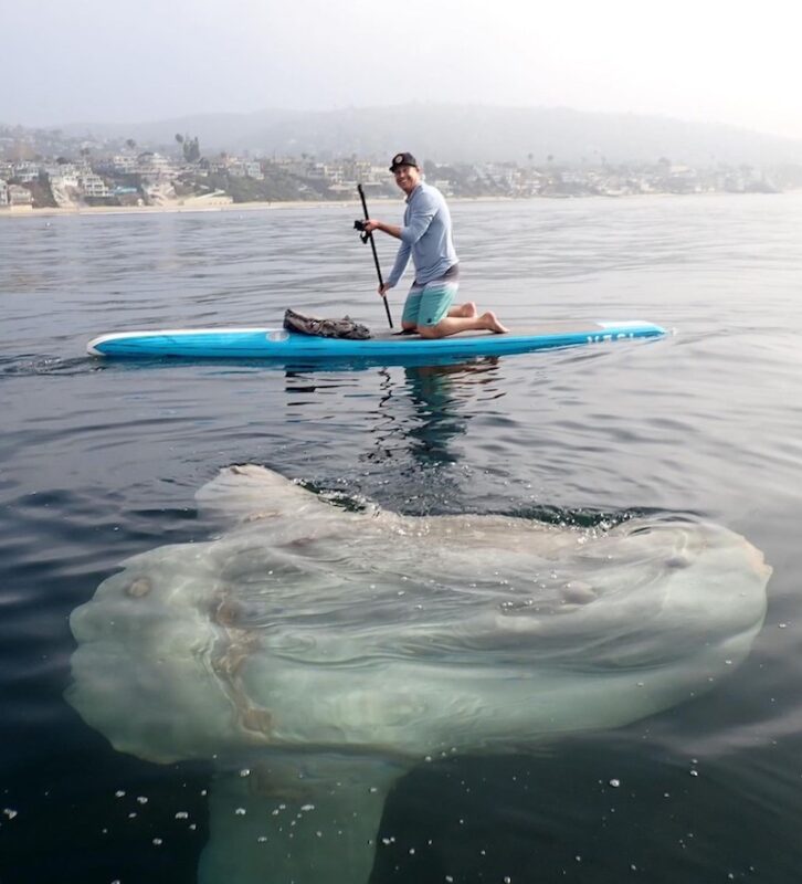 Peixe-lua gigante, um dos maiores já vistos, surpreende atletas em Laguna Beach, Califórnia