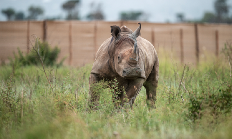 Trinta rinocerontes brancos do sul são levados da África do Sul para Ruanda, na maior operação já realizada no mundo para conservação da espécie