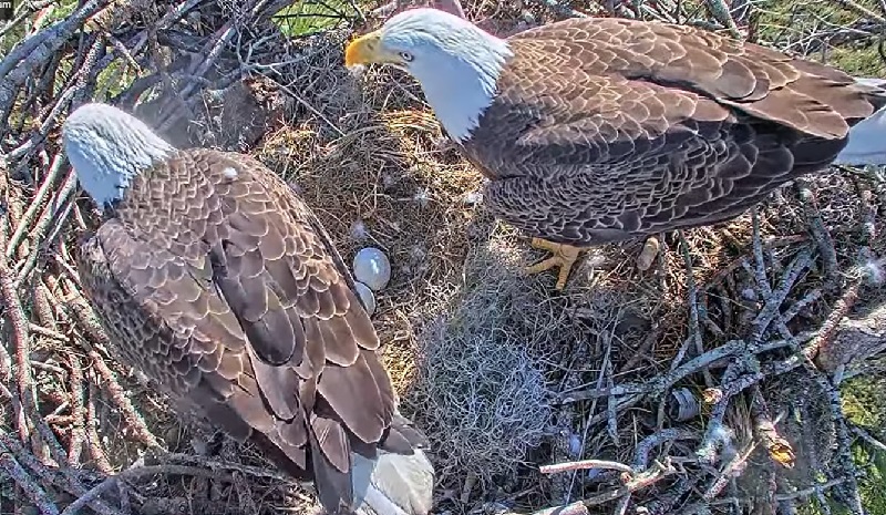 Milhares de pessoas assistem, ao vivo, o nascimento de dois filhotes de "bald eagle", águia símbolo dos Estados Unidos 