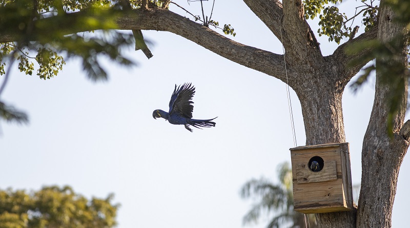Biólogos conseguem registrar o momento único do primeiro voo de um filhote de arara-azul 