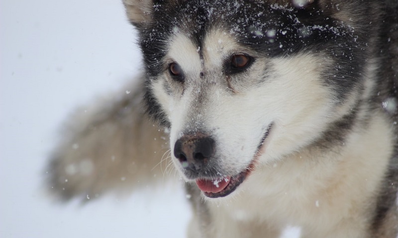Cão salva a vida do dono, um alpinista ferido, ao ficar durante 13 horas sobre seu corpo, o aquecendo numa montanha gelada