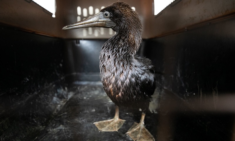 Veterinários tentam salvar animais atingidos pelo derramamento de óleo na costa do Peru