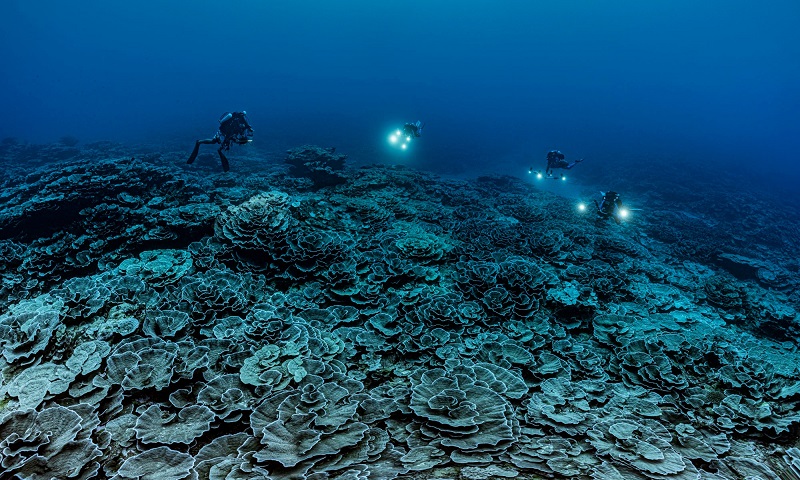 Mergulhadores fazem descoberta no Taiti de um dos maiores corais do mundo, ainda em estado intocado