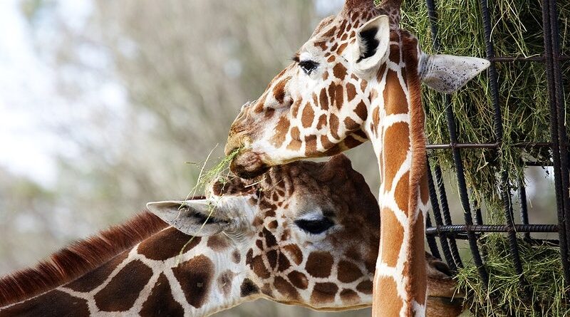 Mortes de girafas no Rio estão ligadas a 'maior caso de tráfico de