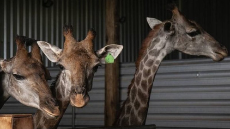 Justiça determina que girafas importadas da África pelo Bioparque sejam transferidas para baias maiores em até 48 horas