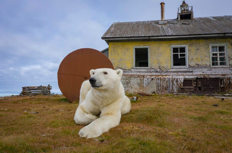Fotógrafo russo 'flagra' ursos polares em estação metereológica abandonada