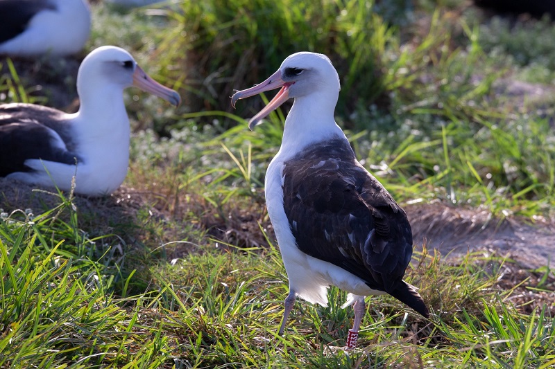 Wisdom, considerada a albatroz mais velha do mundo, retorna mais uma vez, após sete décadas, a seu lar  